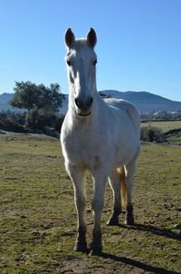 View of horse standing on field