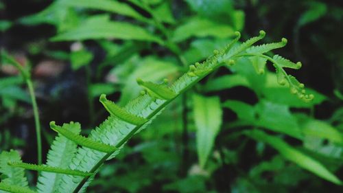 Close-up of fern leaf