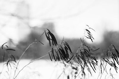 Close-up of wilted plant in winter