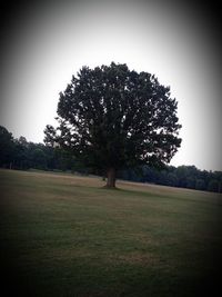 Trees growing on grassy field against clear sky