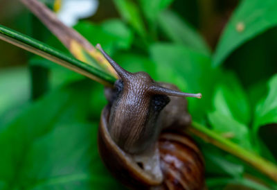 Close-up of snail on leaf