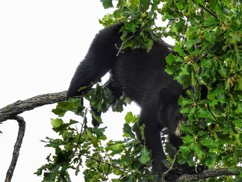 Low angle view of a horse
