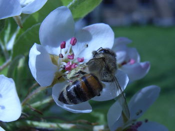 Close-up of bee on flower