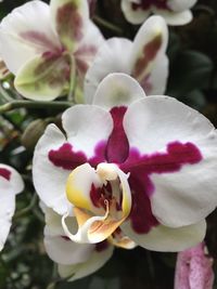 Close-up of pink orchid flowers