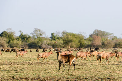 Horses in a field