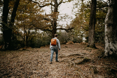 Rear view of man walking in forest