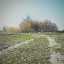 Grass against clear sky