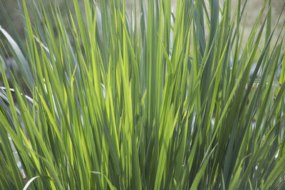 Close-up of grass growing on field