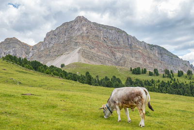 Sheep grazing in a field