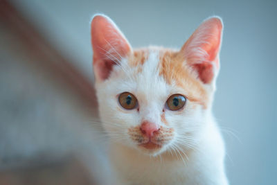 Close-up portrait of a cat