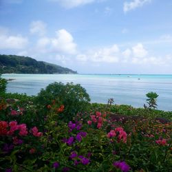 View of flowers in water