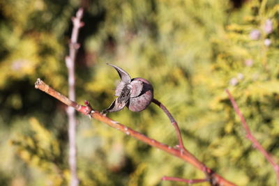 Close-up of a bird on branch