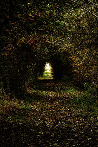 Trees in forest at night