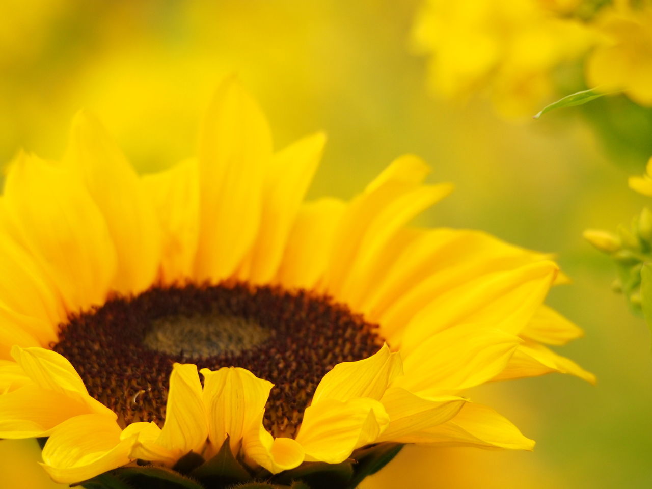 flower, petal, yellow, freshness, flower head, fragility, growth, beauty in nature, close-up, pollen, blooming, nature, focus on foreground, plant, single flower, in bloom, stamen, park - man made space, blossom, outdoors