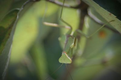 Close-up of upside down praying mantis on plant