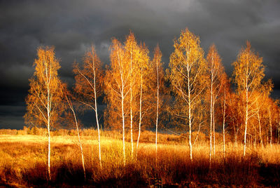 Trees on landscape against sky