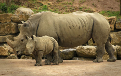 Rhinoceros with young one walking on landscape