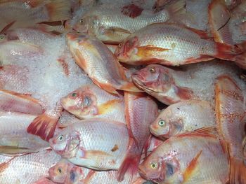 Full frame shot of fish for sale in market