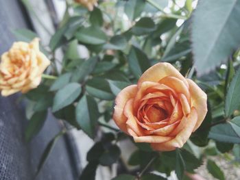 Close-up of rose roses