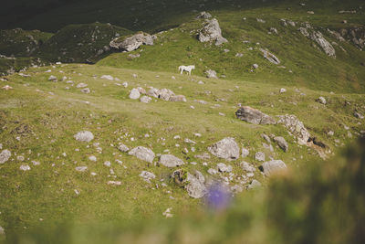 Scenic view of sheep on grass