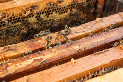 Close-up of bees on honeycombs