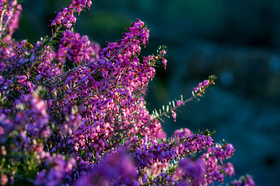 Close-up of pink flowering plant erica carnea, winter heath