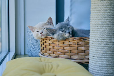 Portrait of two kittens cuddled to each other taking a nap in a wicker basket