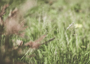 Close-up of flowering plants on field