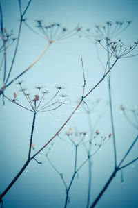 Close-up of bare tree against sky