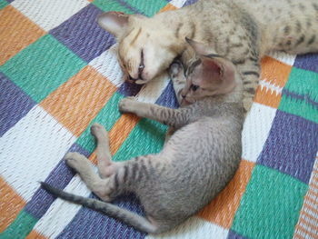 High angle view of cat sleeping