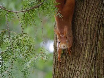 Close-up of squirrel on tree trunk