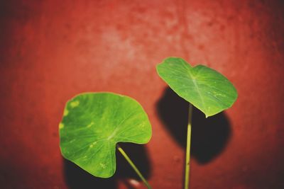 Close-up of plant leaf