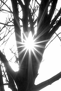 Low angle view of tree against sky