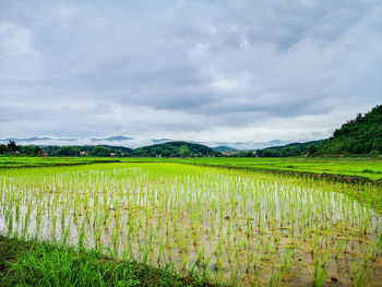 Scenic view of agricultural field against sky