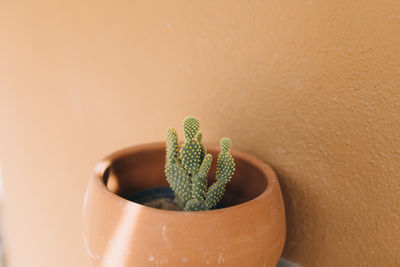 Small cactus in a terracotta pot in front of a wall in todos santos, mexico