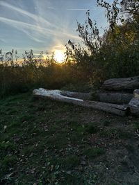 Trees growing on field against sky during sunset