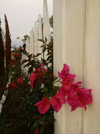 Close-up of flowers blooming outdoors