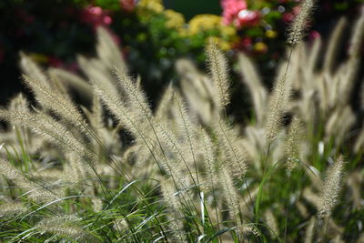 Close-up of flowers growing in field