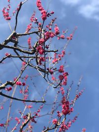 Low angle view of cherry blossom tree against sky