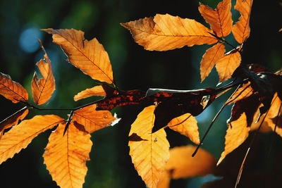 Close-up of autumnal leaves