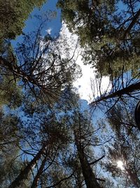 Low angle view of trees against sky
