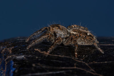 Close-up of spider on wood