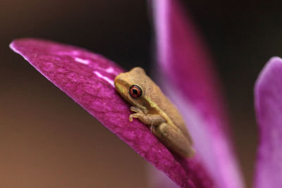 Green baby pine woods tree frog dryphophytes femoralis perched on an orchid flower in naples