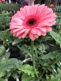 Close-up of pink flower