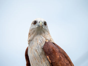 Low angle view of owl perching on the sky