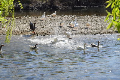 Ducks swimming in lake