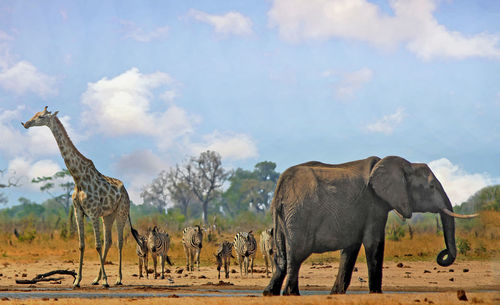 Horses in a field