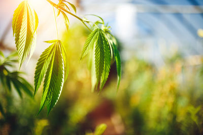 Young leaf of marijuana plant detail at sunset.