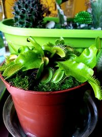 Close-up of potted plant