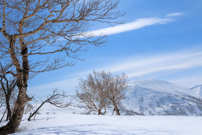 Bare trees on snow covered land against sky